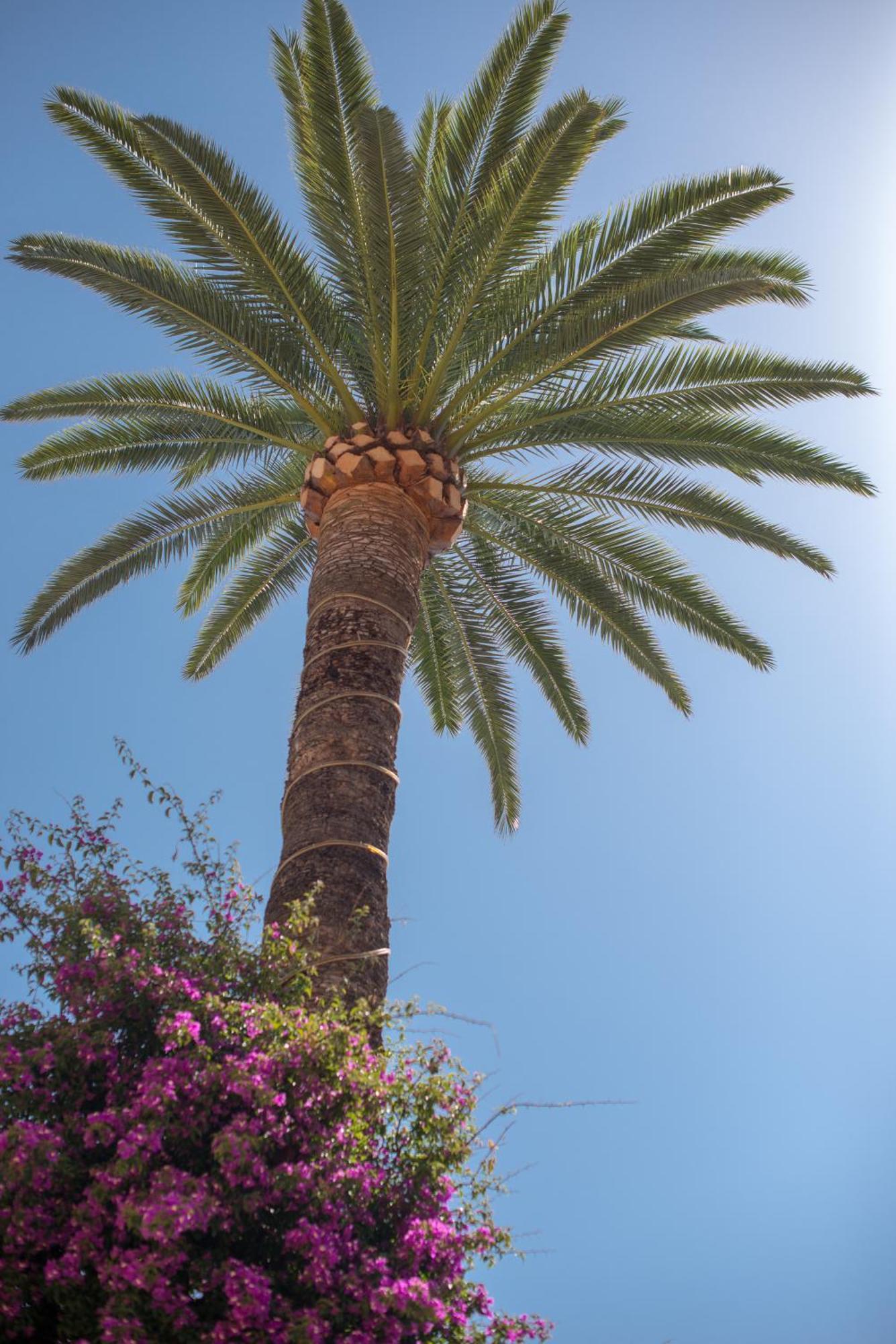 Hotel Et Appartements Reine D'Azur Roquebrune-Cap-Martin Eksteriør bilde